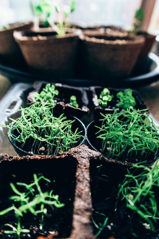 Post: How to start a small herb garden indoors